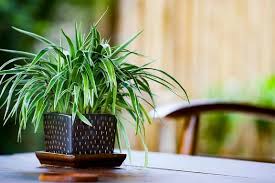 দামি পিউরিফায়ার কেনার সামর্থ্য নেই!