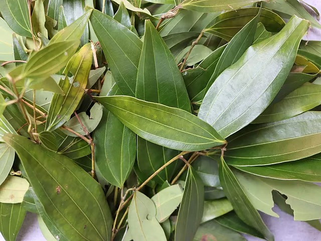 রান্নার ক্ষেত্রে তেজপাতার গুণাগুণ সর্বজন বিদিত , তবে জানেন রান্না বাদেও রয়েছে বিবিধ উপকারিতা