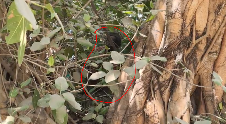 SIR আতঙ্কে ২ দিন ধরে বটগাছের মাথায় মহিলা , কালঘাম ছুটছে পুলিশের