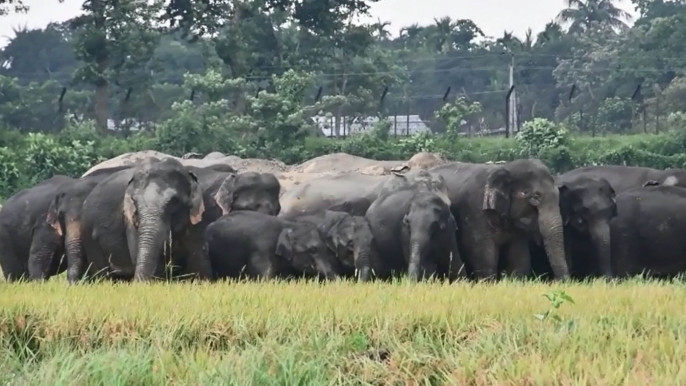ফের লোকালয়ে দাঁতাল হাতির তাণ্ডব , তীব্র ক্ষতির মুখে চাষীরা