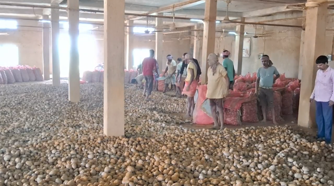 মেয়াদ বাড়লেও স্বস্তি নেই আলু চাষীদের , তীব্র উদ্বেগে হিমঘর মালিকরা