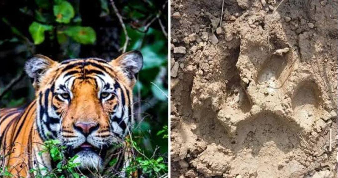 একদিন কাটলেও হদিশ নেই রয়েল বেঙ্গল টাইগারের , আতঙ্কিত গ্রামবাসী