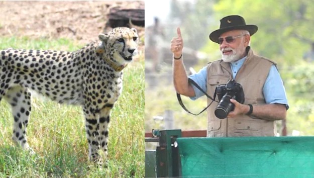 “বন্যপ্রাণপ্রেমীদের ভারতে আমন্ত্রণ”, আন্তর্জাতিক চিতা দিবসে বার্তা মোদির