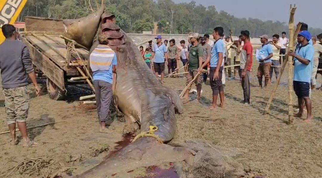 মৎস্যজীবীদের জালে ৫০০ কেজির দৈত্যাকার মাছ , হতবাক এলাকাবাসী