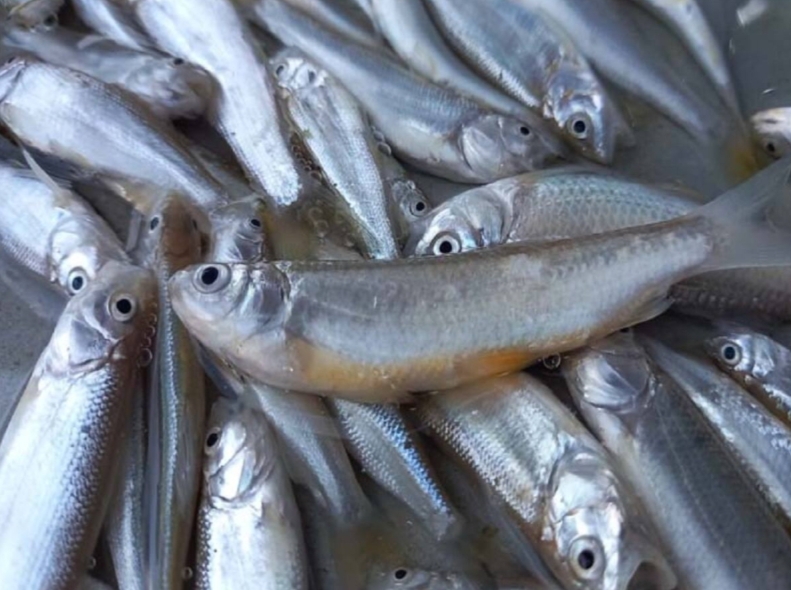 উত্তর বঙ্গের "রূপালী" শস্য, স্বাদে টেক্কা দেবে ইলিশকেও