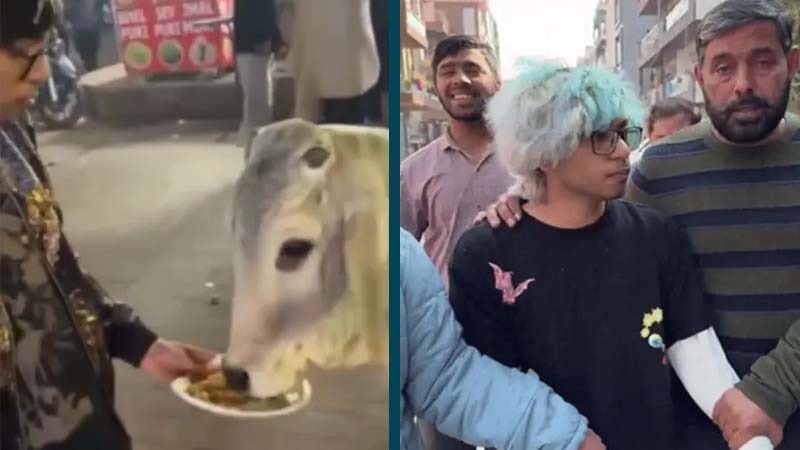 গরুকে চিকেন মোমো খাইয়ে বিপাকে, গ্রেফতার ইউটিউবার