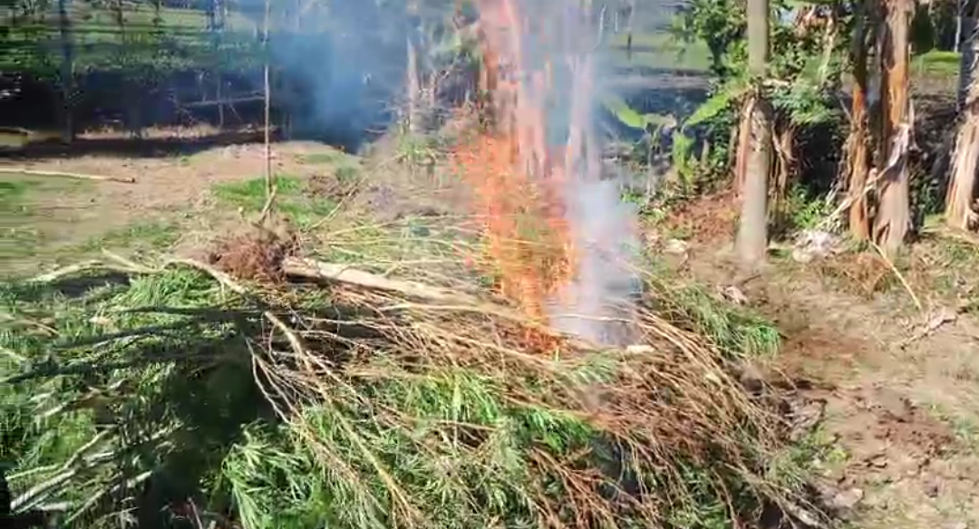 বেআইনি গাঁজা চাষ থামাতে পুলিশের বিশেষ অভিযান , ধ্বংস দেড়শোর বেশি গাছ