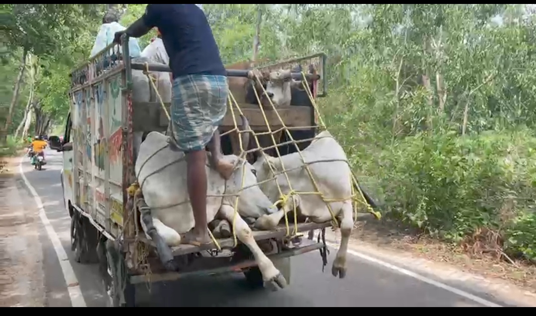 ভারতে ঢুকে গরুপাচারের চেষ্টা , আটক বাংলাদেশি দুষ্কৃতী
