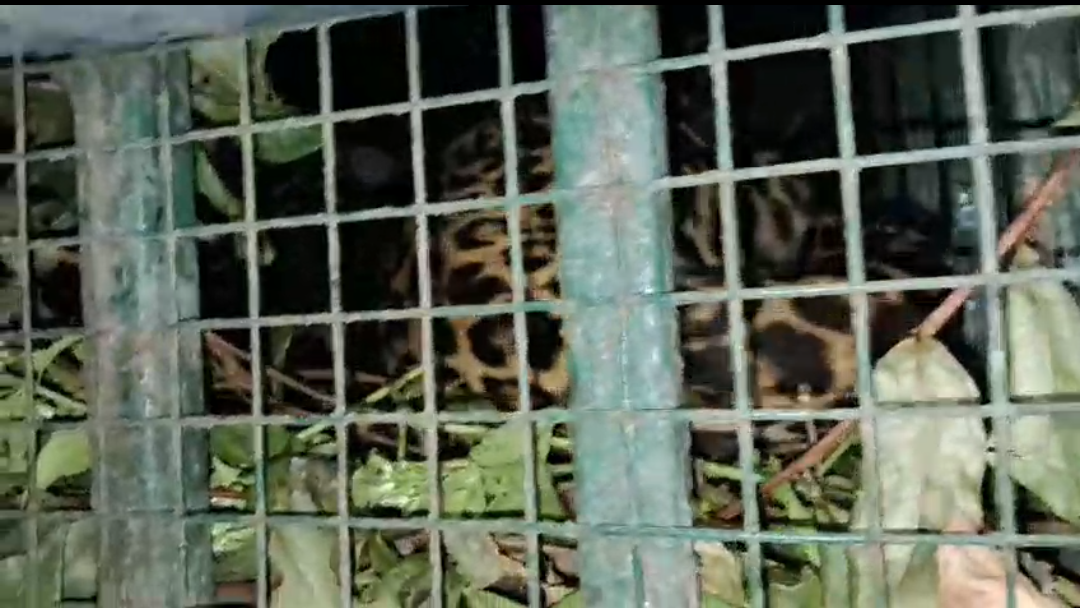 খাঁচায় ধরা পড়ল চা বাগানের ত্রাস , তবুও স্বস্তি নেই স্থানীয়দের