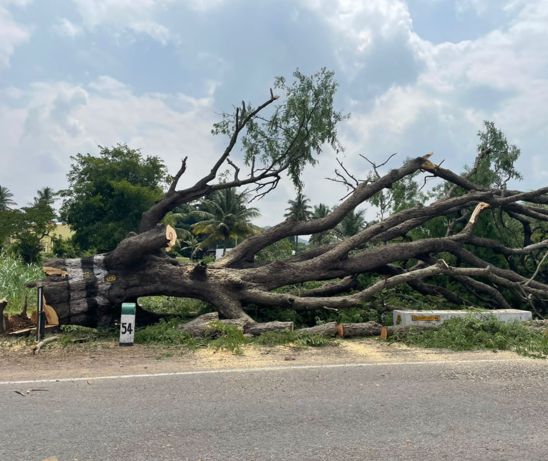 দিন দুপুরে গাছ কেটে বিক্রির অভিযোগ পঞ্চায়েত প্রধানের স্বামীর বিরুদ্ধে , বৃহত্তর বৃহত্তর আন্দোলনের হুঁশিয়ারি পরিবেশ প্রেমীদের