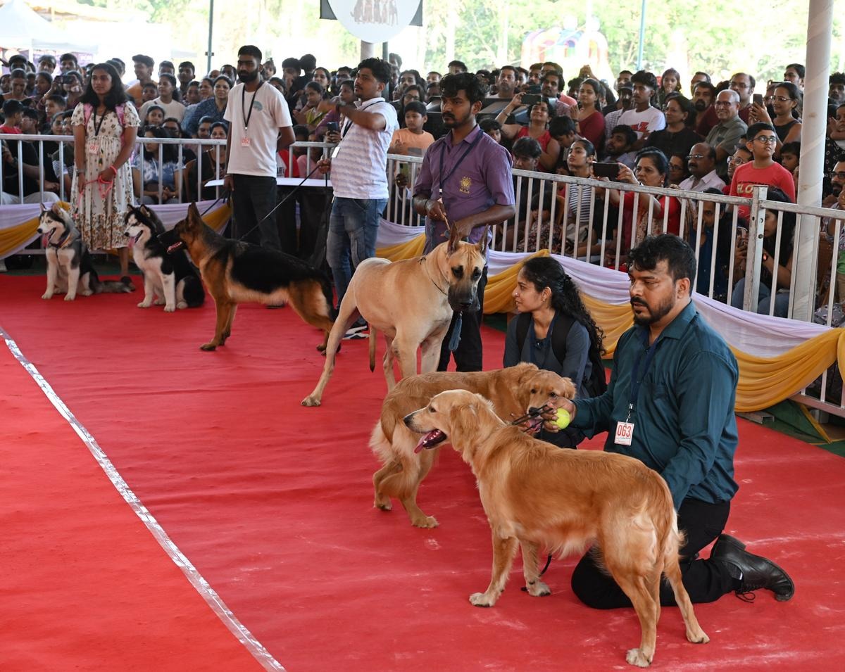 নবাবের শহর মাতলো নতুন উৎসব , ২৮ বছর পর চারপেয়েদের দুষ্টুমি