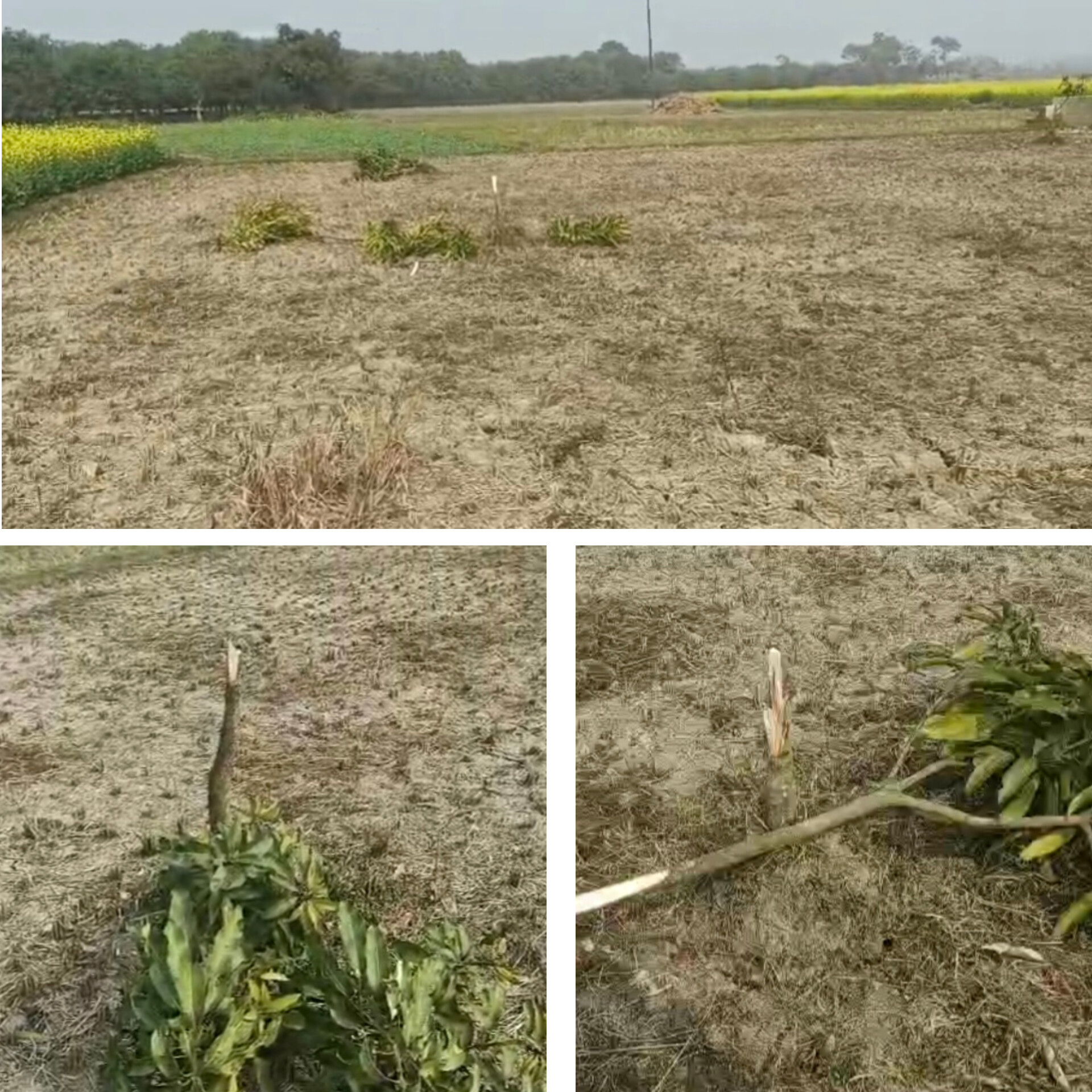 চাঁদা না দেওয়ায় রাতের অন্ধকারে আমগাছ নিধন , আতঙ্কে কৃষক পরিবার