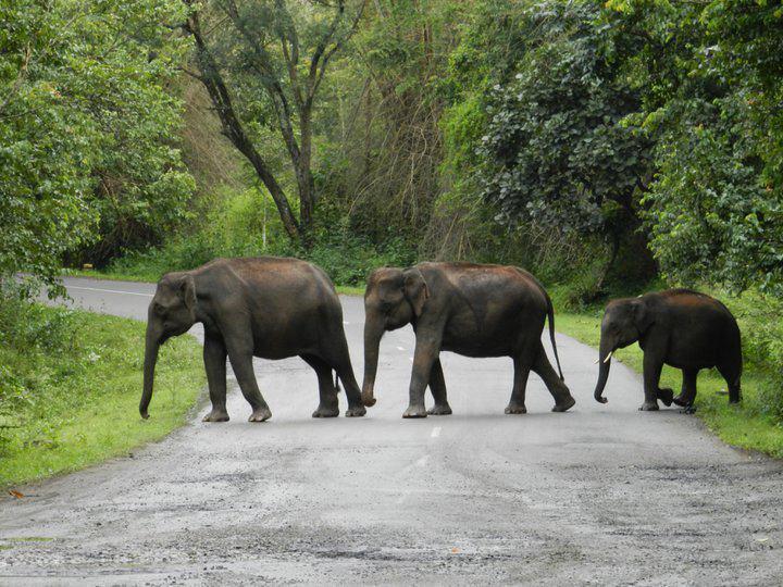 বানারহাটে হাতির হানা , লোকালয়ে আটকে শাবকসহ তিন হাতি