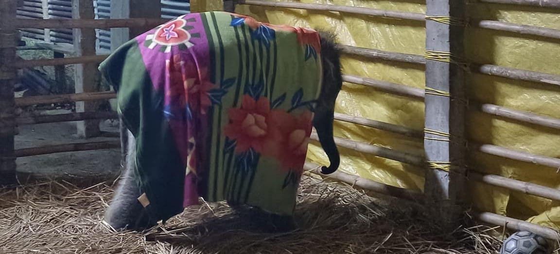 শীতের কনকনে ঠান্ডার মধ্যেই নতুন জীবন পেল ছোট হাতিশাবক লাকি