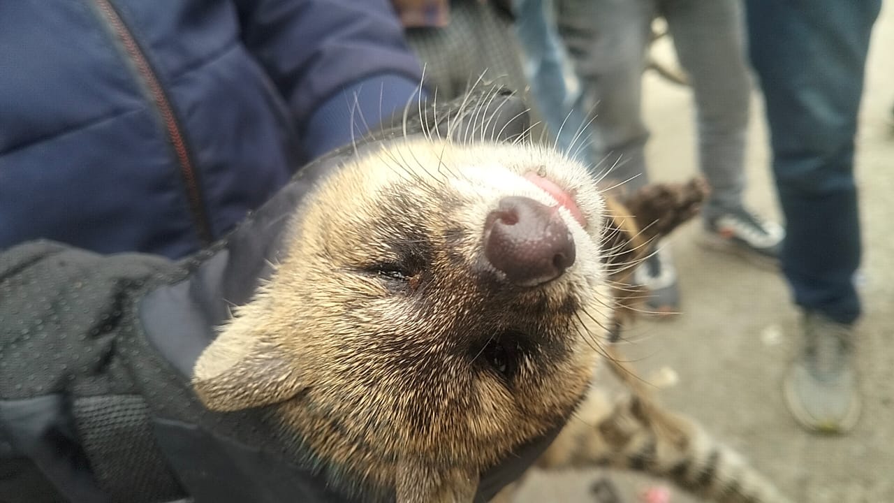 ভাম বিড়ালকে চিতাবাঘ ভেবে হুলস্থুল কাণ্ড , তীব্র আতঙ্ক মাথাভাঙায়