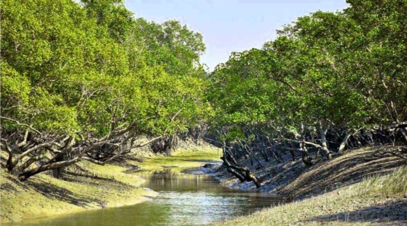 সুন্দরবন রক্ষায় মেগা কর্মসূচি , ২৬৫ হেক্টর এলাকাজুড়ে লাগানো হচ্ছে ম্যানগ্রোভ