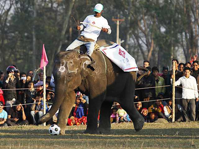 ফুটবল খেলতে মাঠে খোদ গজরাজ , গোল দিতেই উল্লাস দর্শকদের