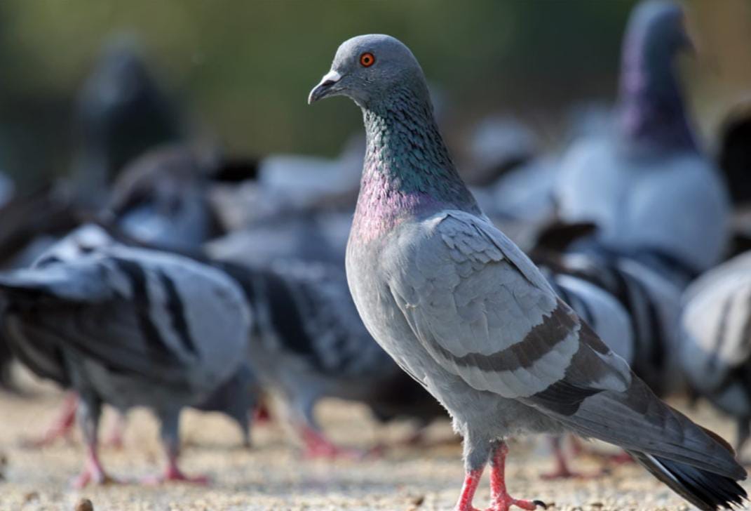 প্রকাশ্যে পায়রা খাওয়ানোয় দোষী , ব্যবসায়ীকে ৫ হাজার টাকা জরিমানা মুম্বই আদালতের