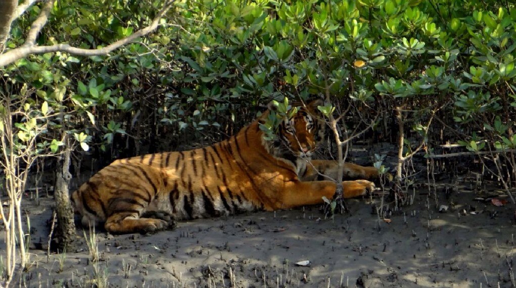 বছর শেষে উপরি পাওনা , পর্যটকদের জন্য সুন্দরবনের জঙ্গল ছেড়ে বাইরে রয়েল বেঙ্গল টাইগার