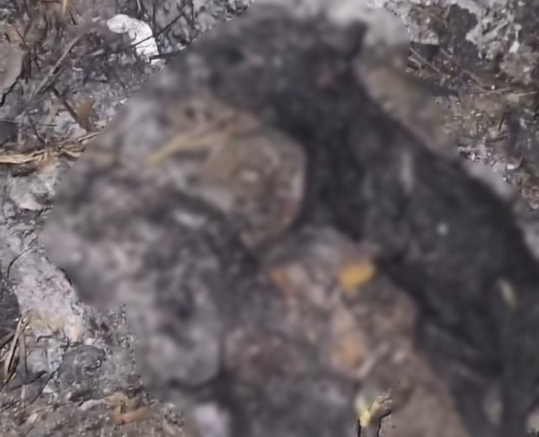 ভয়াবহ ছবি হাওড়ায় , শীতের রাতে নৃশংসভাবে পুড়িয়ে মারা হল ৫টি কুকুরছানাকে