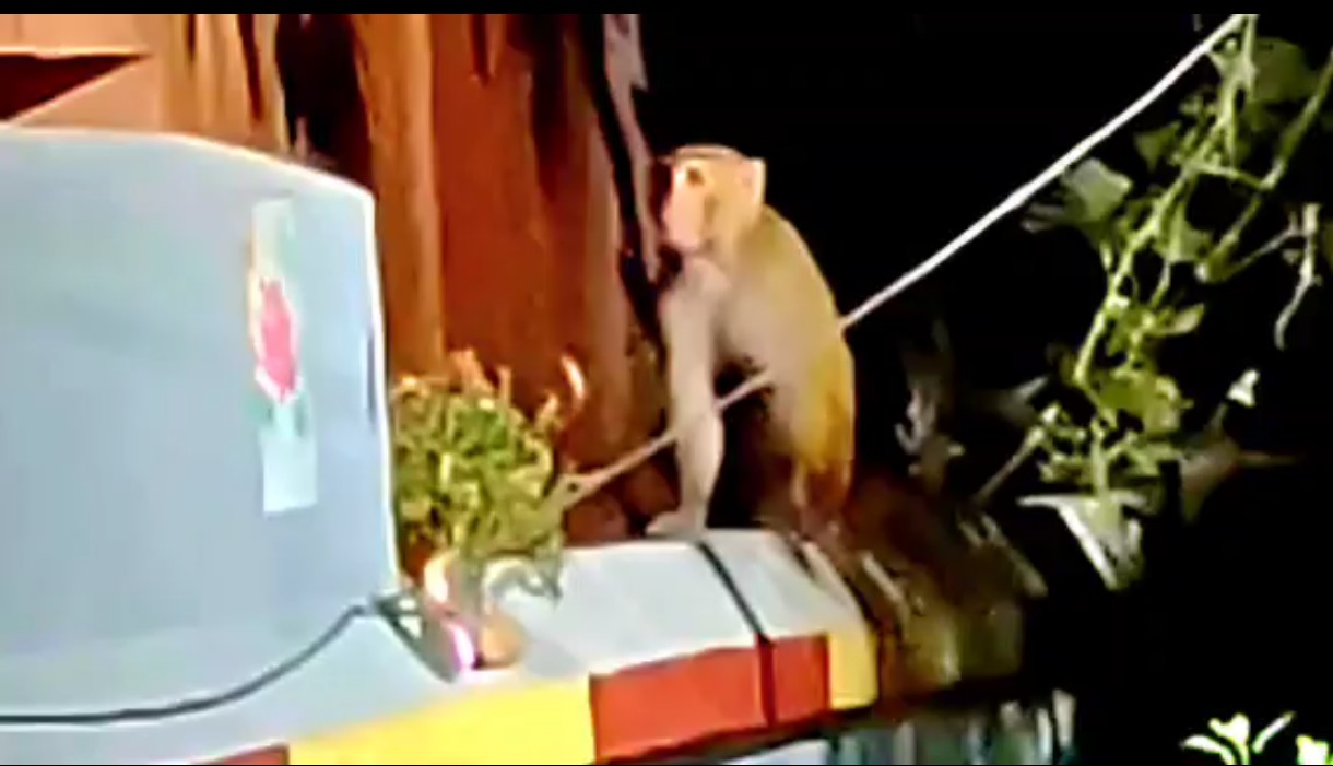 শালবনীতে বাঁদরের তাণ্ডব, আতঙ্কে গ্রামবাসী