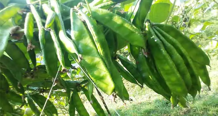 শীত পড়তেই বাড়ছে গলা ব্যাথা ! সস্তার একটি সবজি দেবে উপশম