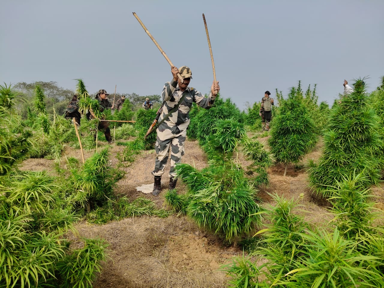 ১৯ লাখ গাঁজা গাছ ধ্বংস , ত্রিপুরা জুড়ে সাঁড়াশি অভিযান পুলিশের