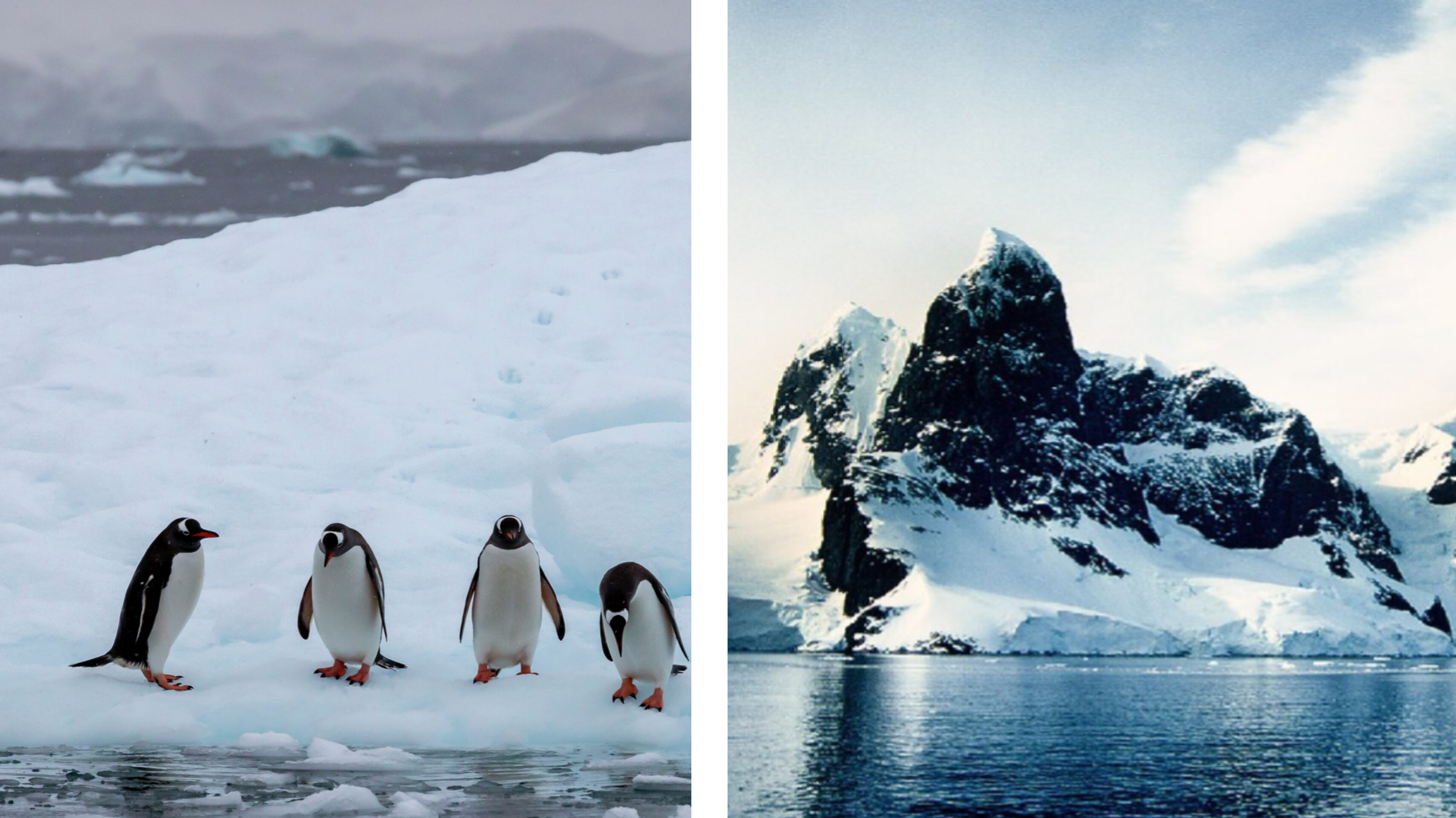 বরফের নীচে হারিয়ে যাওয়া বনভূমি , বিজ্ঞানীদের অবাক আবিষ্কার