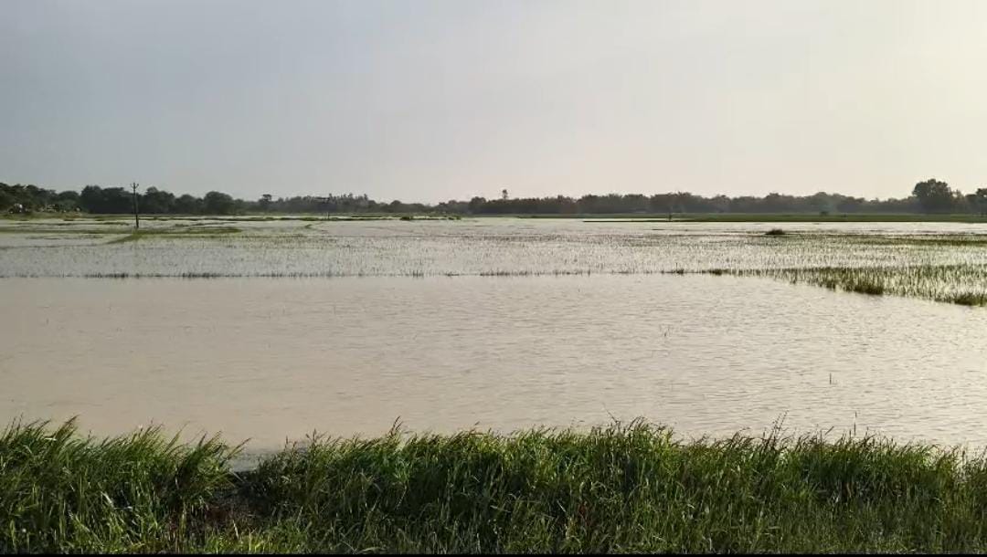 জলের তলায় চাষের জমি, বিপাকে পড়েছে চাষী পরিবার