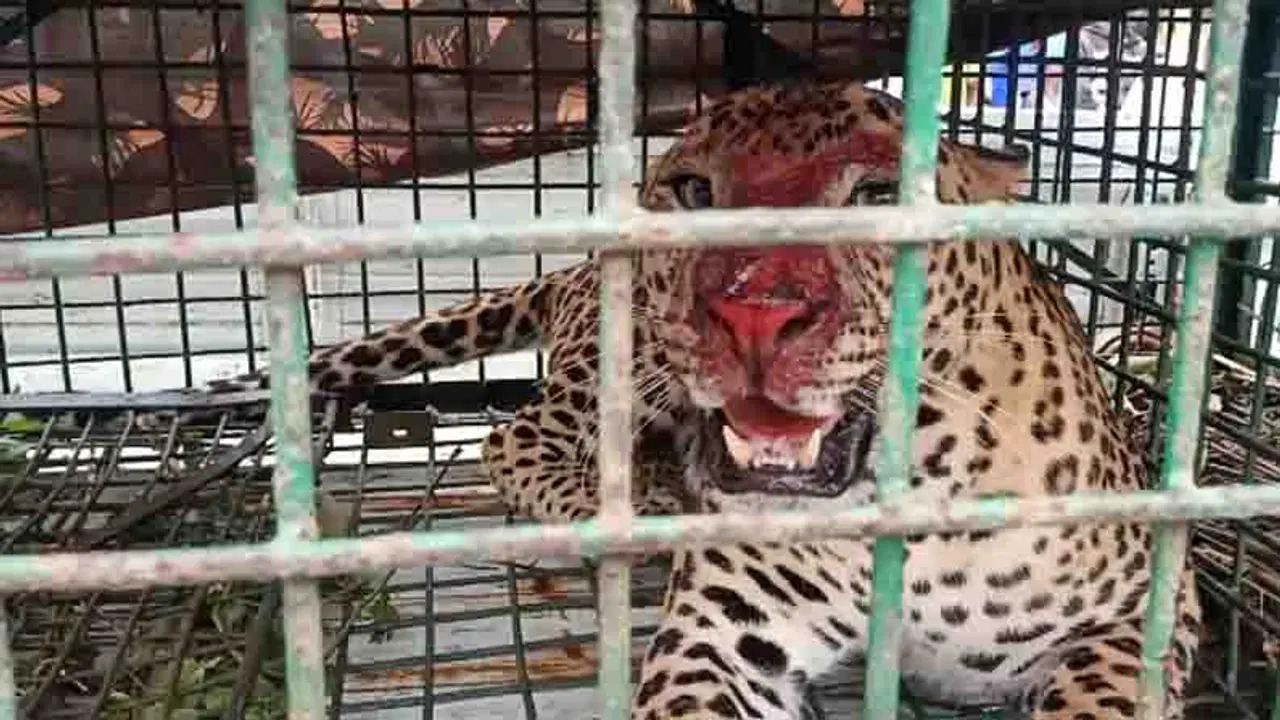 ছাগলের টোপে খাঁচাবন্দি চিতাবাঘ , স্বস্তিতে জলপাইগুড়ির চা বাগান