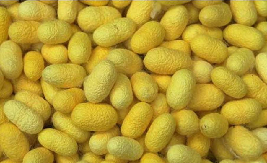 রেশম চাষে বিরাট উন্নতি মালদহের , সঠিক পদক্ষেপ নিতেই একলাফে উৎপাদন  দ্বিগুণ