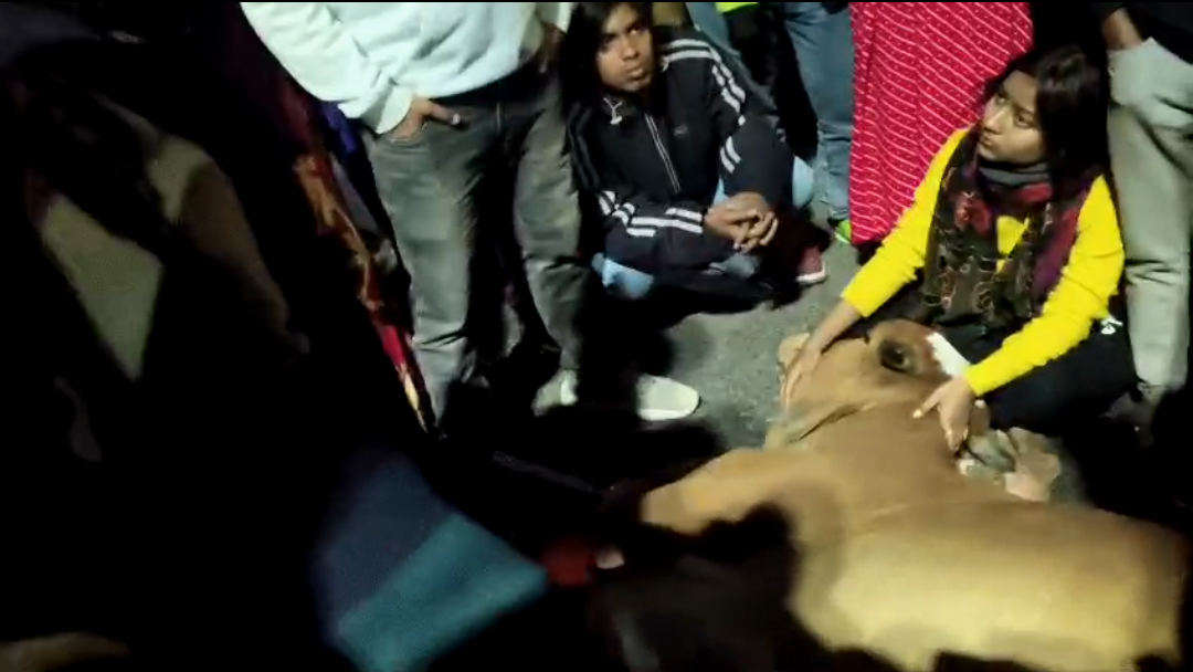 মরা গরুর দেহ পাচার ঘিরে উত্তাল বারাসাত , জাতীয় সড়ক অবরোধ স্থানীয় হিন্দুদের