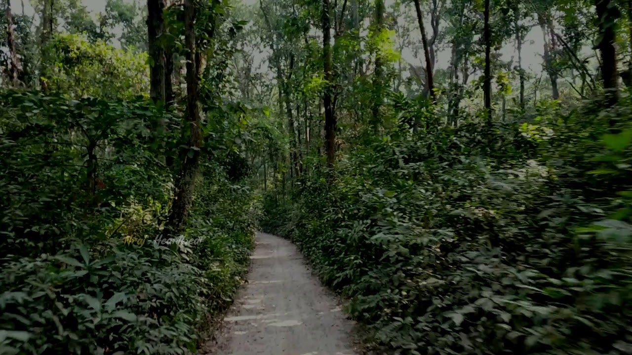 প্রশাসনিক অবহেলা , সাপ নিকলা ফরেস্টের অস্তিত্ব সংকটে