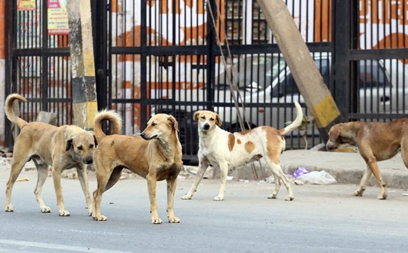 নৃশংসা হত্যাকাণ্ড তেলেঙ্গানায়, বিষাক্ত ইঞ্জেকশন দিয়ে খুন ৩০০ পথকুকুরকে