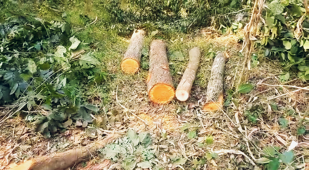 রাস্তার পাশে দেদার গাছ কেটে ফাঁকা করে দিচ্ছে মাফিয়ারা , অফিসে বসে বিরাট ডিউটি করছে বন দফতর