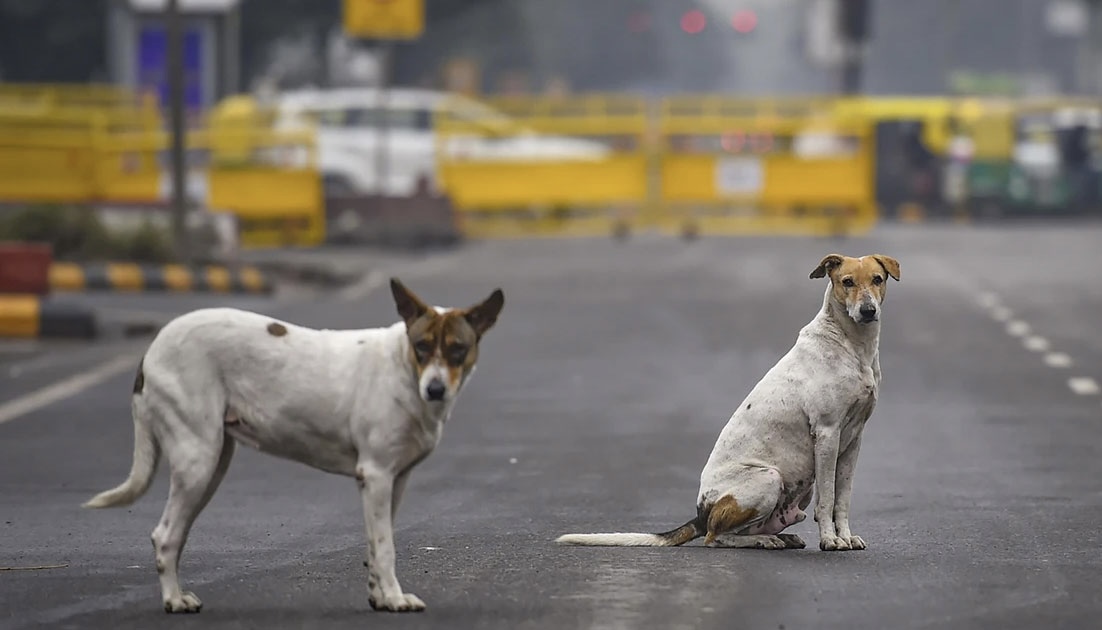 “দায় নিতে হবে রাজ্যকে, হতে পারে জরিমানা”, পথকুকুর মামলায় হুঁশিয়ারি সুপ্রিম কোর্টের