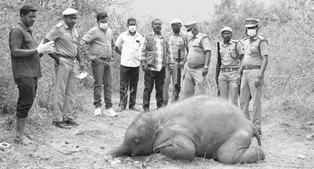 খাবার ভেবে গিলে ফেলল দেশী বোমা , তামিলনাড়ুতে মৃত্যু শাবক হাতির