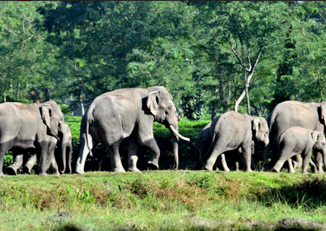 ভর্তি ফসলের জমিতে হাতির দলের তাণ্ডব , আতঙ্কে কৃষকরা