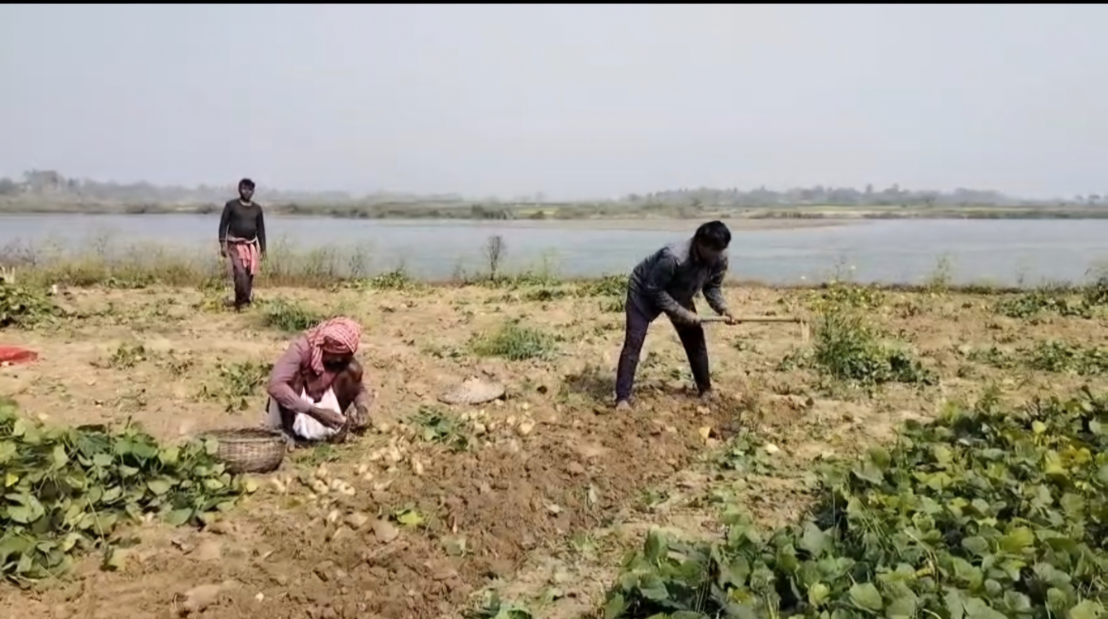 ভাগীরথীর রাক্ষুসে ভাঙনে তলিয়ে যাচ্ছে জমি , মাথায় হাত কৃষকদের